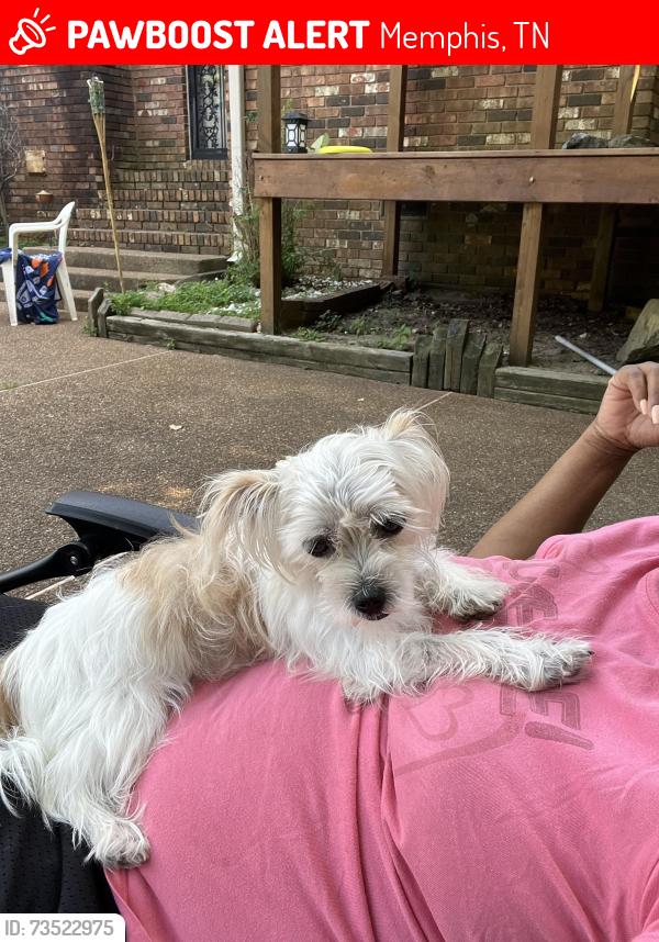 Lost Female Dog last seen Parkwood Rd, Memphis, TN 38128
