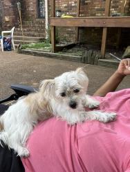Lost Female Dog last seen Parkwood Rd, Memphis, TN 38128