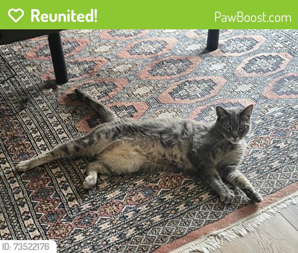 Reunited Male Cat last seen Minerva St., San Francisco, CA 94112