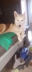 Reunited Female Dog last seen PCH and lemon, Long Beach, CA 90806