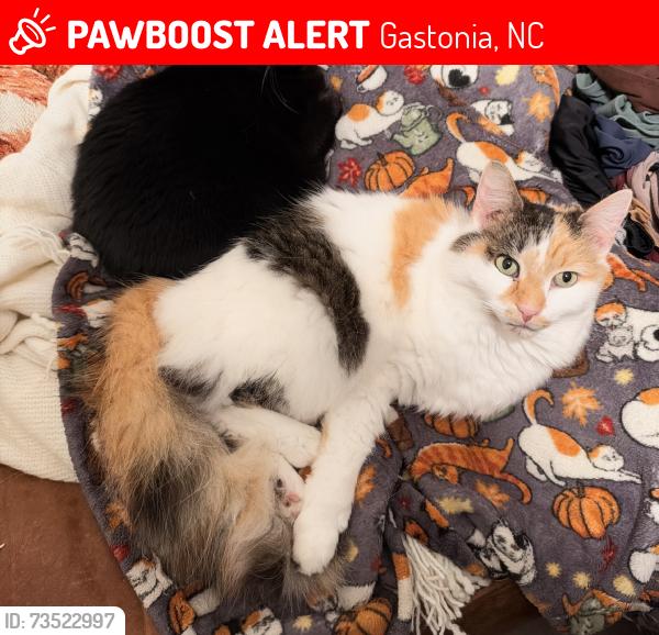Lost Female Cat last seen s highland, Gastonia, NC 28052