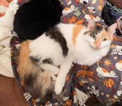 Lost Female Cat last seen s highland, Gastonia, NC 28052