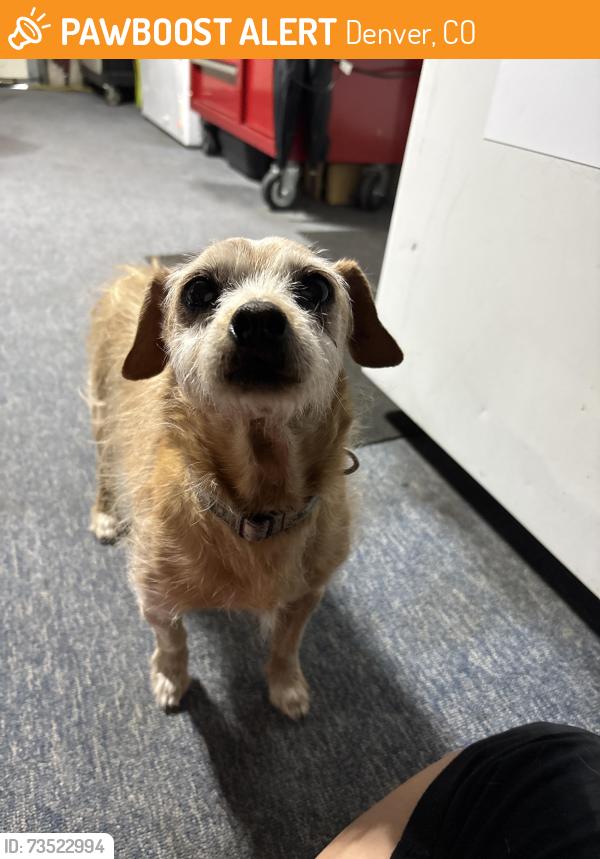 Found/Stray Male Dog last seen In the neighborhood of Troy st, Denver, CO 80239