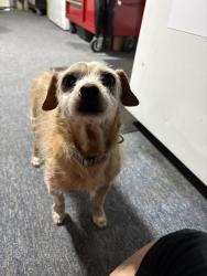 Found/Stray Male Dog last seen In the neighborhood of Troy st, Denver, CO 80239