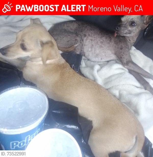 Lost Female Dog last seen Memorial Way, Moreno Valley, CA 92553