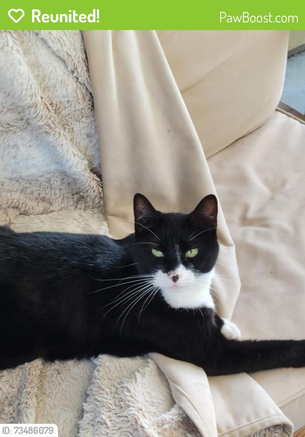 Reunited Male Cat last seen Grays and Victory, Nampa, ID 83687