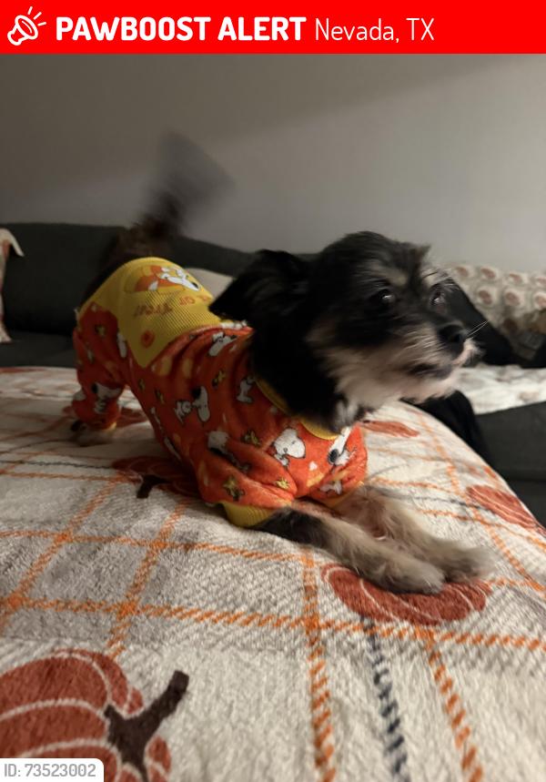 Lost Female Dog last seen ALS junk yard, Nevada, TX 75173