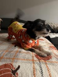 Lost Female Dog last seen ALS junk yard, Nevada, TX 75173