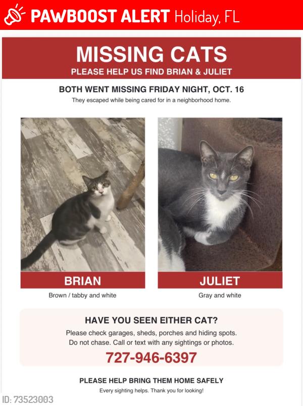 Lost Male Cat last seen Family Dollar, Holiday, FL 34690