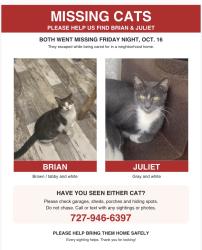 Lost Male Cat last seen Family Dollar, Holiday, FL 34690