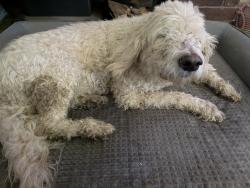 Reunited Female Dog last seen S 4210 Rd & 450 Rd, Claremore, OK 74017