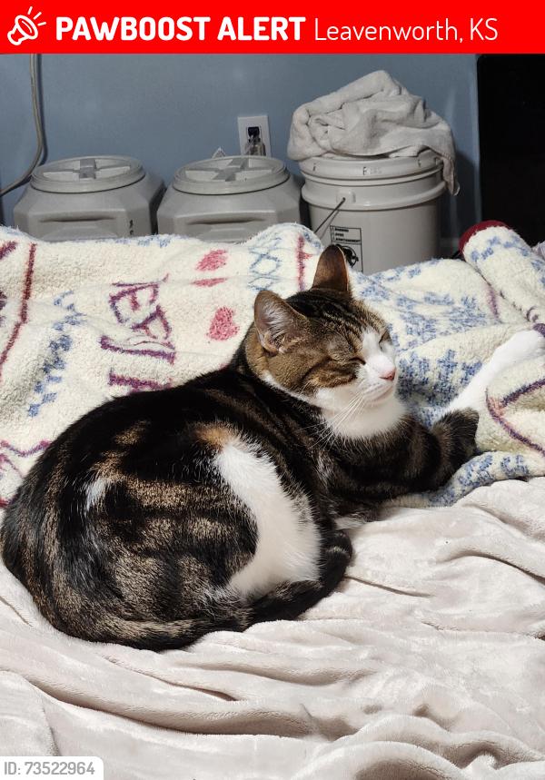 Lost Male Cat last seen Ridge Rd and Cambridge St, Leavenworth, KS 66048