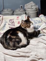 Lost Male Cat last seen Ridge Rd and Cambridge St, Leavenworth, KS 66048