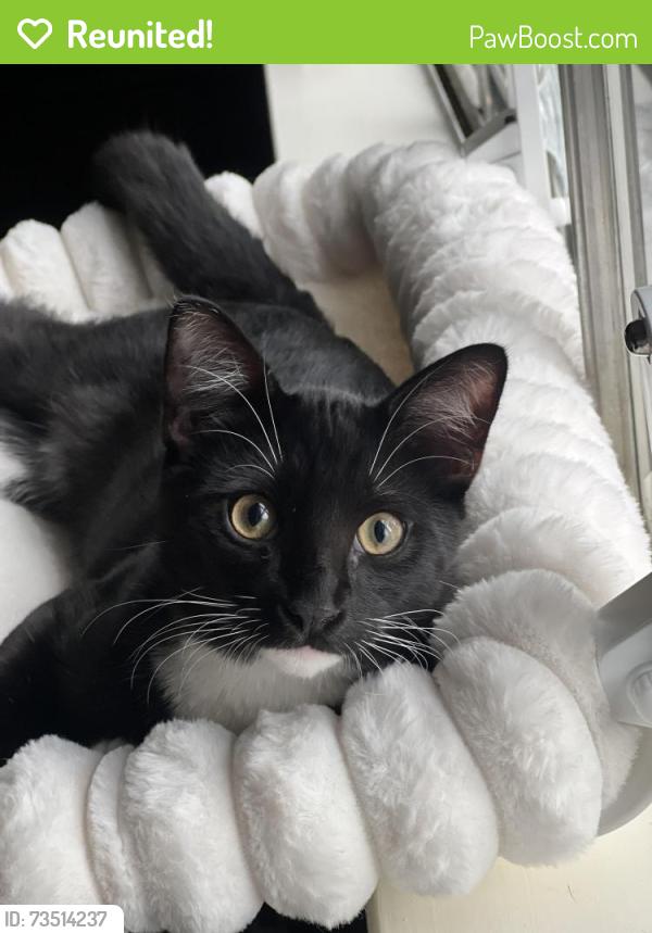 Reunited Male Cat last seen Walnut lake rd, Houston, TX 77065