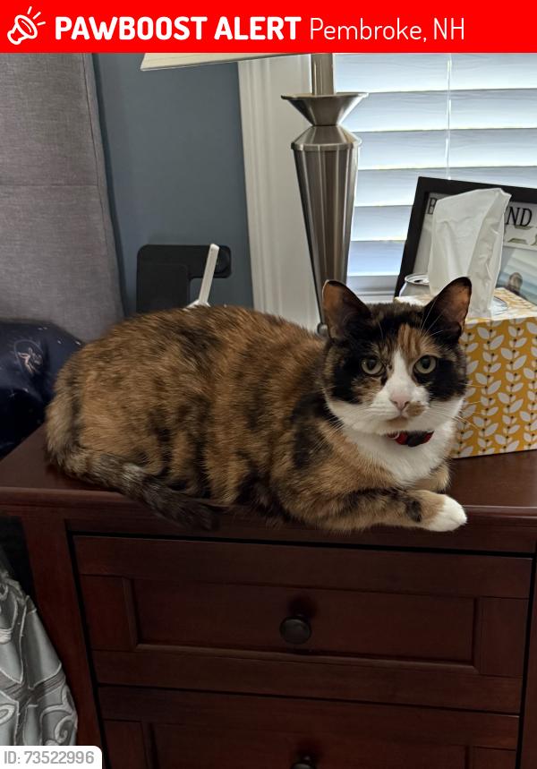 Lost Female Cat last seen Cross country road and Rebecca way Pembroke NH 03275, Pembroke, NH 03275