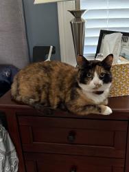 Lost Female Cat last seen Cross country road and Rebecca way Pembroke NH 03275, Pembroke, NH 03275
