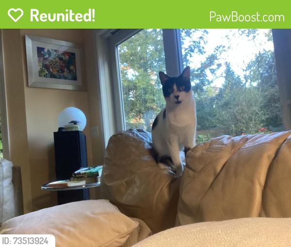 Reunited Male Cat last seen Overbrook and Kilbourne, Rochester, NY 14618