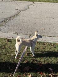 Reunited Female Dog last seen Fountainbridge Dr & Pembrook St, Caledon, ON L7E 1N7