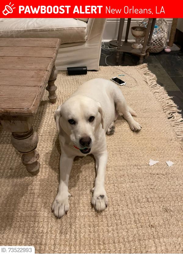 Lost Male Dog last seen Jackson and Magazine, New Orleans, LA 70130