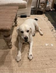 Lost Male Dog last seen Jackson and Magazine, New Orleans, LA 70130