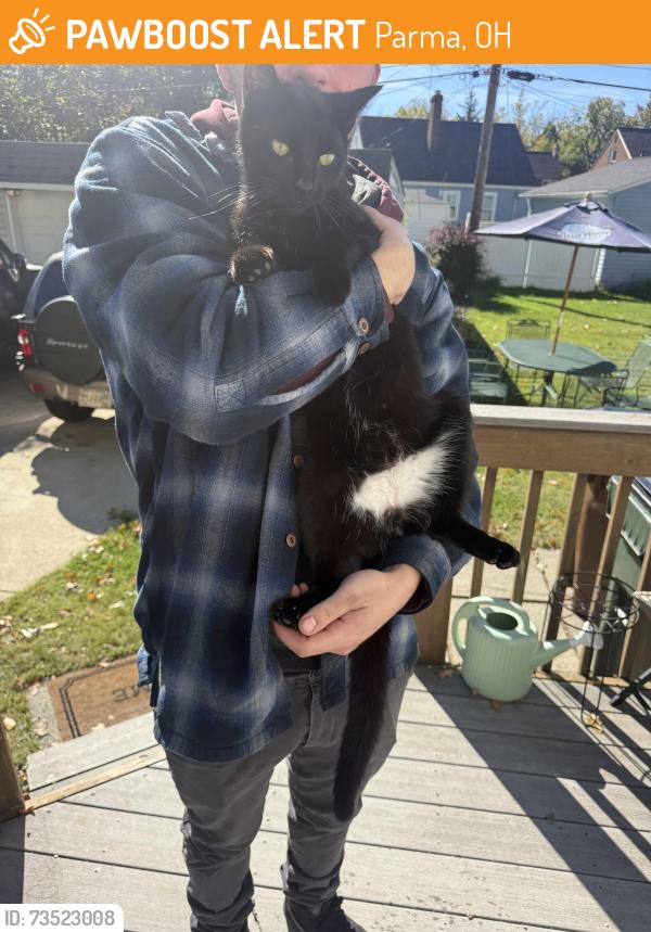 Found/Stray Unknown Cat last seen Near Chuppas, Parma, OH 44129
