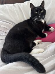 Lost Male Cat last seen West end of Panama a city Beach, Panama City Beach, FL 32413