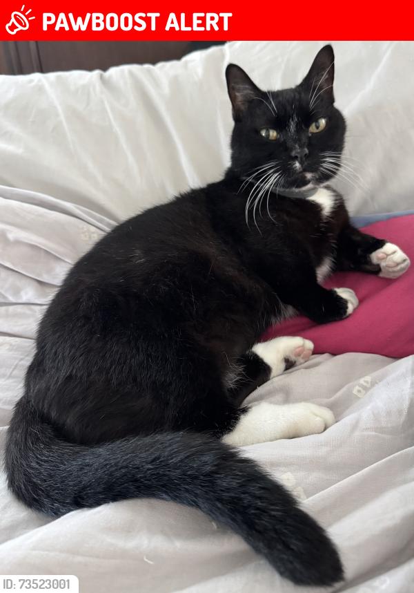 Lost Male Cat last seen West end of Panama a city Beach, Panama City Beach, FL 32413