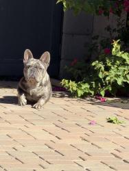 Lost Male Dog last seen 30th ave and paradise dr, Phoenix, AZ 85029