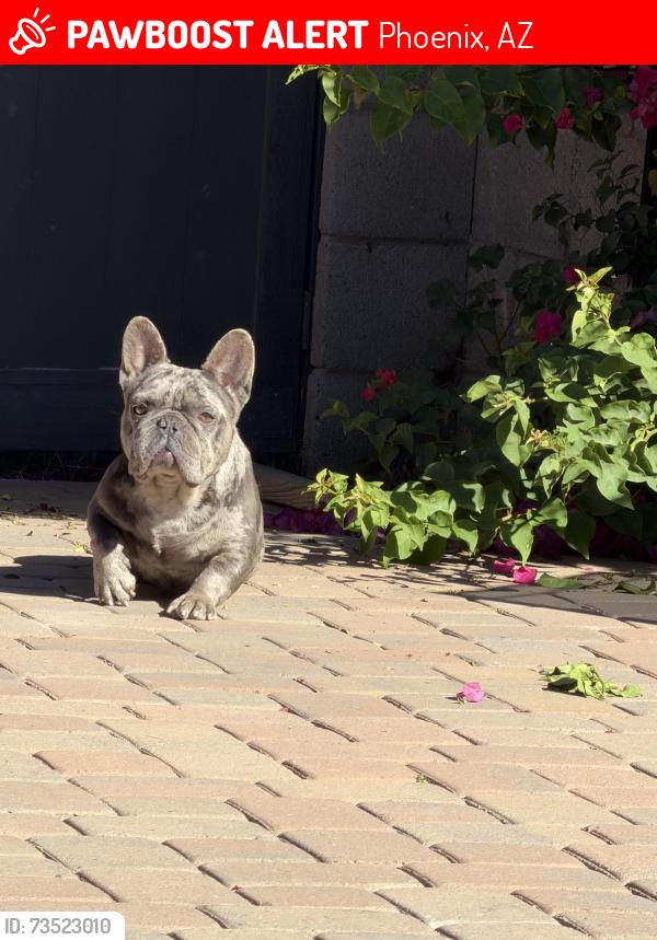 Lost Male Dog last seen 30th ave and paradise dr, Phoenix, AZ 85029