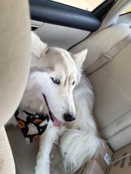 Reunited Unknown Dog last seen Matlock and Debbie lane, Mansfield, TX 76063