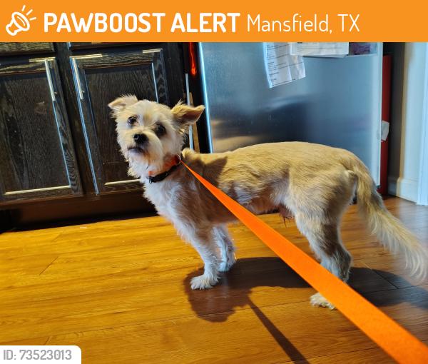 Found/Stray Male Dog last seen Regalia apmts, Mansfield, TX 76063