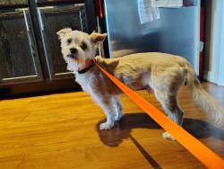 Found/Stray Male Dog last seen Regalia apmts, Mansfield, TX 76063