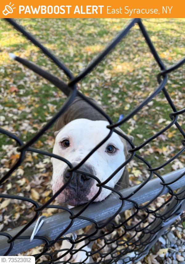 Found/Stray Male Dog last seen Near off-ramp and collamer road, East Syracuse, NY 13057