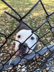 Found/Stray Male Dog last seen Near off-ramp and collamer road, East Syracuse, NY 13057