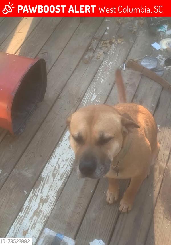 Lost Male Dog last seen Circle K, West Columbia, SC 29172