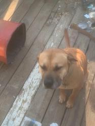 Lost Male Dog last seen Circle K, West Columbia, SC 29172