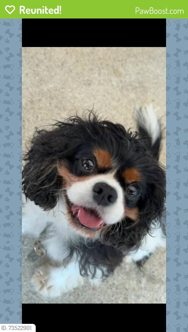 Reunited Male Dog last seen Near E 29th St, Brooklyn, NY 11235, USA, Brooklyn, NY 11235