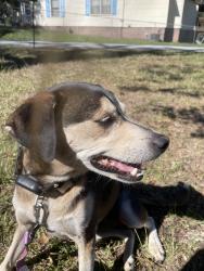 Found/Stray Female Dog last seen Saluda Dam Rd, Pickens County, SC 29640