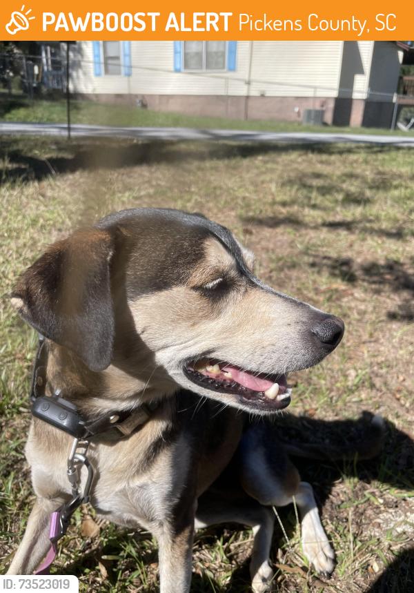 Found/Stray Female Dog last seen Saluda Dam Rd, Pickens County, SC 29640