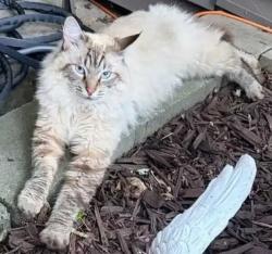 Lost Male Cat last seen Westchester Drive, Cliffton Park NY, Clifton Park, NY 12065