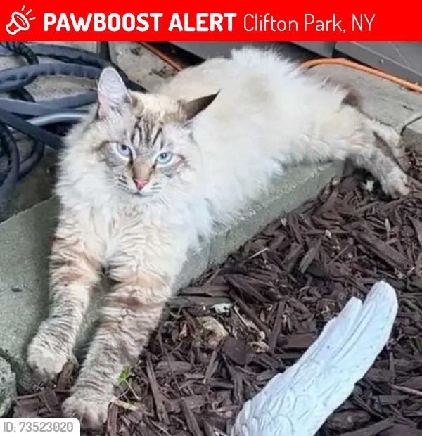 Lost Male Cat last seen Westchester Drive, Cliffton Park NY, Clifton Park, NY 12065