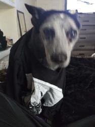 Reunited Male Dog last seen University and central, Albuquerque, NM 87106
