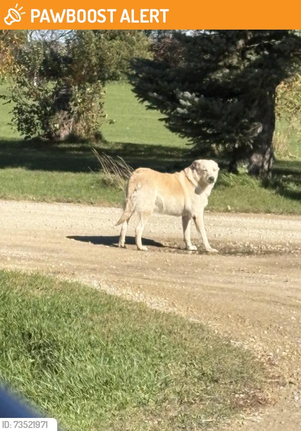 Found/Stray Male Dog last seen Cty Rd 12, Goodhue County, MN 55946