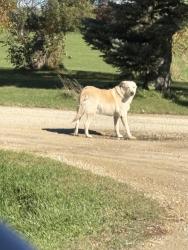 Found/Stray Male Dog last seen Cty Rd 12, Goodhue County, MN 55946
