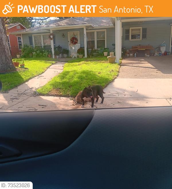 Found/Stray Unknown Dog last seen Anton dr, San Antonio, TX 78223