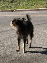 Found/Stray Unknown Dog last seen webberville rd, Austin, TX 78702