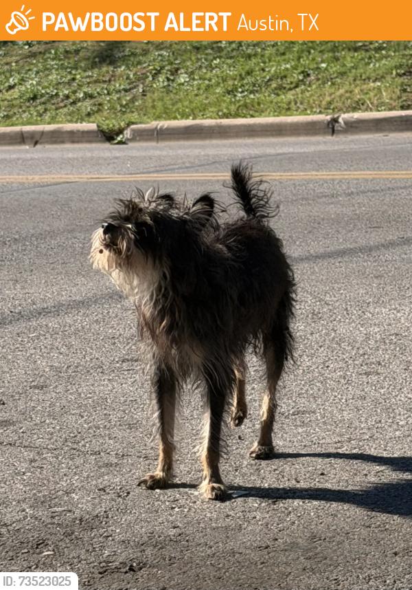 Found/Stray Unknown Dog last seen webberville rd, Austin, TX 78702