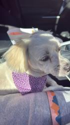 Found/Stray Female Dog last seen Near street & Albany, Lafayette, IN 47904