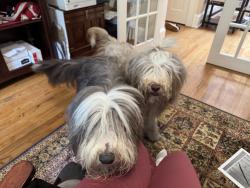 Reunited Female Dog last seen Thayer Pond, Wilton CT, Wilton, CT 06897