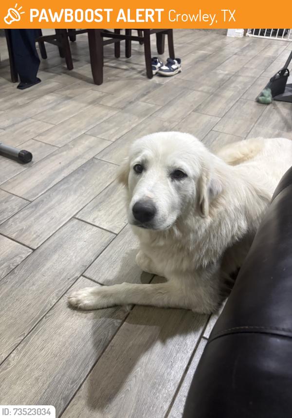 Found/Stray Female Dog last seen Crowley texas, Crowley, TX 76036